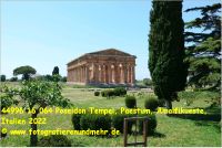 44996 16 064 Poseidon Tempel, Paestum, Amalfikueste, Italien 2022.jpg